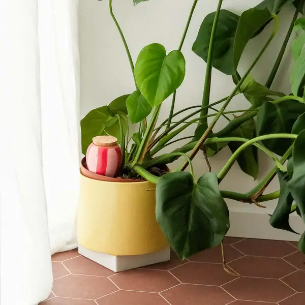 Olla - Pépin - Olla - Rayé Rose et Rouge - image